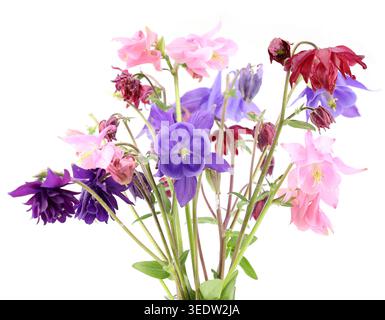 Bunte Blüten verschiedener Arten von Aquilegia, allgemein bekannt als Kolumbine oder Granny Mütze, auf weißem Hintergrund. Es ist eine ausdauernde Wildblume Stockfoto