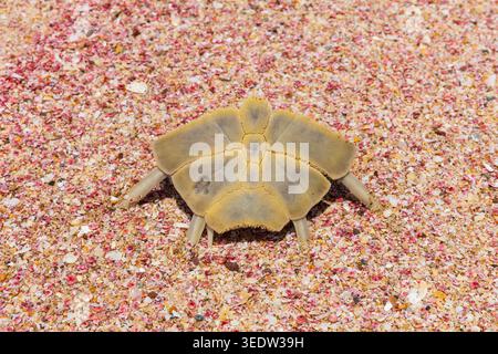 Die Überreste einer Meeresschildkröte am Sandstrand des Schildkrötenschutzgebiets Ras Al Hadd im Sultanat Oman Stockfoto