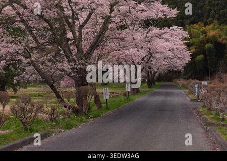 Ruhige ländliche Straße, gesäumt von blühenden Kirschblüten, mit rosa Blütenblättern, die im Frühling auf dem Asphalt verstreut sind. Stockfoto