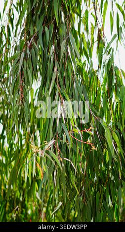 Lange grüne Eukalyptusblätter hängen an dünnen Ästen vor einem hellen Hintergrund. Stockfoto