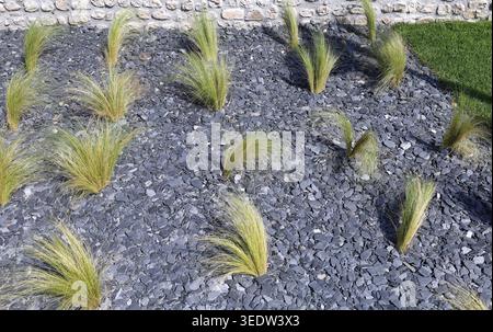 Stipa tenuissima Pflanzen, auch bekannt als mexikanisches Federgras oder Nassella tenuissima, in einem zeitgenössischen Steingarten aus dekorativem dunkelgrauem Schiefer Stockfoto
