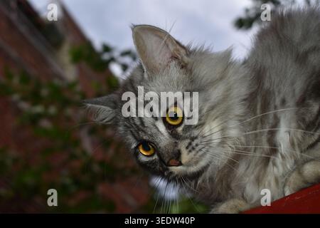 Neugierige FluffyGrey flauschige Hauskatze mit gelben Augen Blick auf Kamera Outdoor Porträt Nahaufnahme Stockfoto
