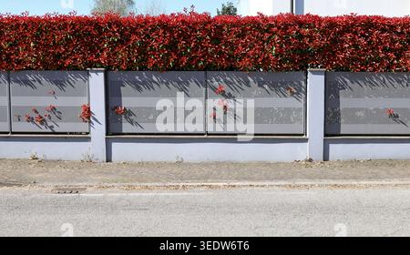 Moderner Zaun aus perforierten Metallplatten mit roter Hecke auf grauem Putzsockel am Straßenrand. Bürgersteig und Straße vorne, Himmel und Wand hinten. Ba Stockfoto