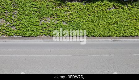 Steinmauer im Frühling fast vollständig mit Efeu bedeckt. Bürgersteig und Straße vor dem Hotel. Hintergrund für Kopierbereich. Stockfoto