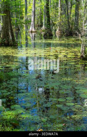Eine Familie von Holzenten erkundet Cypress Gardens im Barkley County, South Carolina, USA. Stockfoto