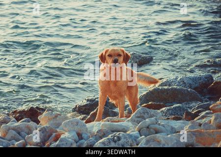 Nasser Hund posiert auf Küstenfelsen mit Meereswellen im warmen Abendlicht Stockfoto