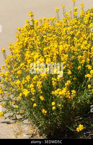 Erysimum cheiri Tuch aus Gold Stockfoto