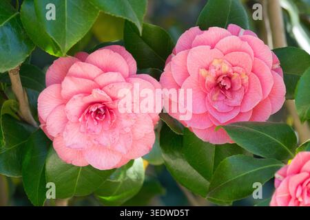 Pink, Camellia japonica, Gartenblumen Stockfoto