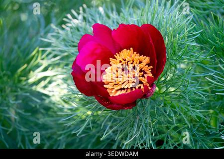 Farnblatt Pfingstrose Paeonia tenuifolia Stockfoto