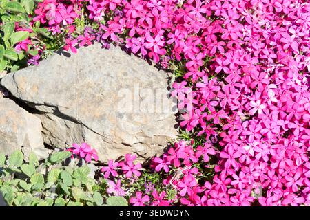 Phlox douglasii „Zigeunerblut“ Stockfoto