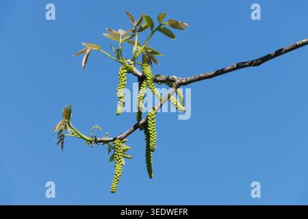 Juglans regia Catkins im Frühlingszweig mit Blumen und Blättern Stockfoto