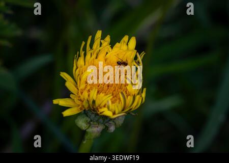 Makroaufnahme einer kleinen schwarzen Ameise, die auf einer hellgelben Löwenzahn-Blume vor einem dunklen, verschwommenen grünen Hintergrund in natürlichem Licht krabbelt Stockfoto