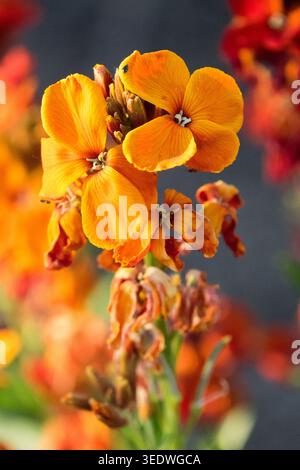 Wallflower Erysimum cheiri „Scarlet Bedder“ Stockfoto