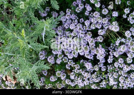 Purpurne Blüten von Wild Thymian Thymus serpyllum in einem Sommergarten Stockfoto