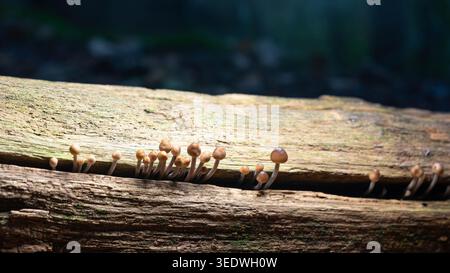 Biodiversität - Pilze - Mycena inclinata wächst aus einem toten Baum. Hochwertige Fotos Stockfoto