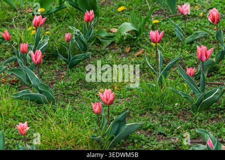 Blühende pinkfarbene Tulpen auf grasbewachsener Frühlingswiese Stockfoto
