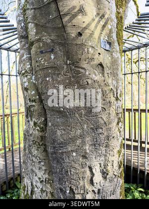 The Autograph Tree at Coole Park, in der Nähe von Gort, Galway, wo Lady Gregorys literarische Gäste ihre Initialen in den Stamm einer Kupferbuche schnitzten Stockfoto