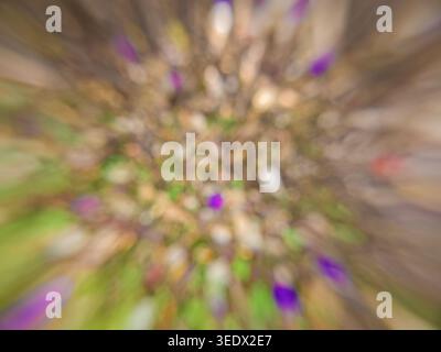 Abstrakter Hintergrund aus einem unscharfen Ruhm-Busch, in einem Wald in den östlichen Andengebirgen in Zentral-Kolumbien in der Nähe der Iguaque natürlichen Rase Stockfoto