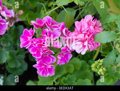 Leuchtend rosa und lila Geranienblüten mit grünen Blättern, die in einem Garten blühen, Nahaufnahme. Stockfoto