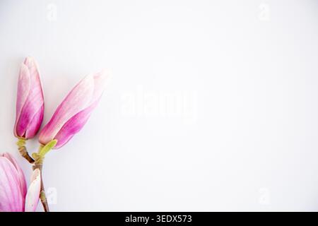 Frühlingsblumen mit Magnolienblüten und minimalistischem Stil. Stockfoto