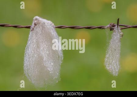 Tufts aus Wolle mit Regentropfen, die sich im rostigen Stacheldraht eines Zauns verheddert haben, auf einer Farm in den östlichen Andenbergen Zentral-Kolumbiens Stockfoto
