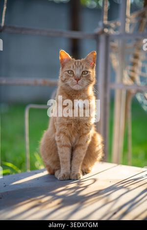 Porträt einer Ingwerkatze, die auf einer Holzfläche sitzt und von warmem Sonnenlicht hinterleuchtet wird. Stockfoto