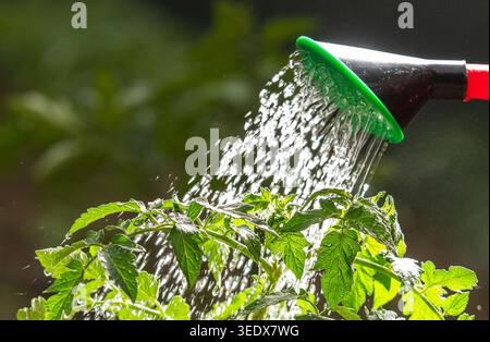 Gartenbau, Landwirtschaft und Landwirtschaft Konzept. Bewässerung Keimling Tomatenpflanze im Gewächshausgarten. Stockfoto