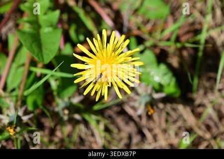 Hellgelbe Löwenzahnblüte mit Insekt im grünen Gras Stockfoto