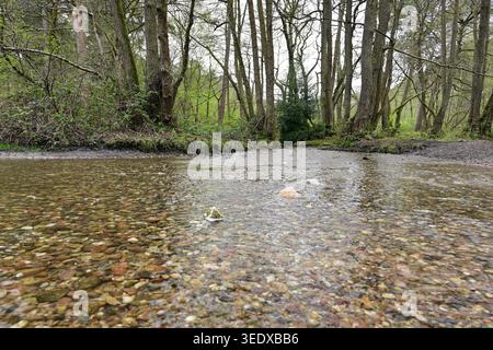 Flacher Waldbach mit klarem Wasser und Kieselfluss Stockfoto