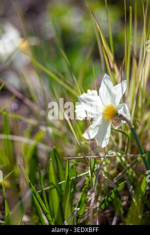 Weiße Narzissen blühen im Frühlingsgarten bei Sonnenuntergang. Frische Blumen wachsen auf Blumenbeeten zwischen Ziergras. Narzisse in der Blüte Stockfoto
