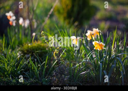 Weiße Narzissen mit orangefarbenem Zentrum, die bei Sonnenuntergang im Frühlingsgarten blühen. Frische Blüten wachsen auf Blumenbeeten unter anderen Stauden Stockfoto