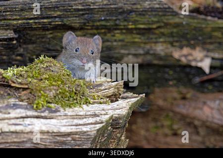Die Wühlmäuse (Clethrionomys glareolus) Stockfoto