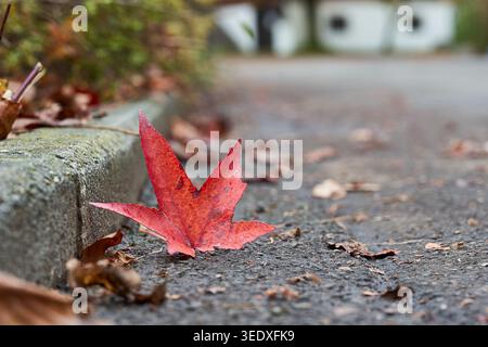 Ein rotes Ahornblatt liegt auf einer gepflasterten Bordsteinkante mit verstreuten trockenen Herbstblättern, die an einen ruhigen jahreszeitlichen Wechsel erinnern. Stockfoto