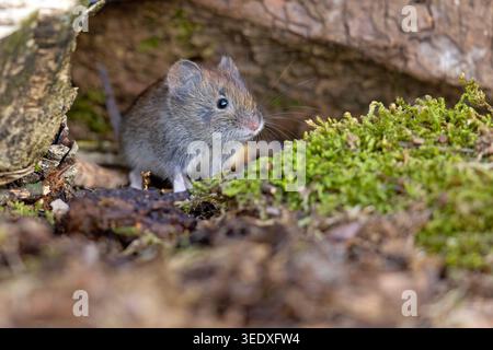 Die Wühlmäuse (Clethrionomys glareolus) Stockfoto