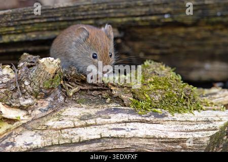 Die Wühlmäuse (Clethrionomys glareolus) Stockfoto