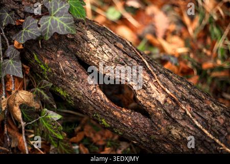 Nahaufnahme eines ausgehöhlten, gefallenen Baumstamms, bedeckt mit grünen Efeublättern und Moos auf dem Herbstwaldboden. Stockfoto