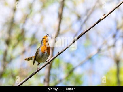 Robin Redbrust singt ein Lied mit dem Schnabel, der in den Himmel geklappt ist, während er auf einem Ast sitzt. Ein Vogel, der während der Balz im Frühling einen Partner anlockt. Dublin, Irland Stockfoto