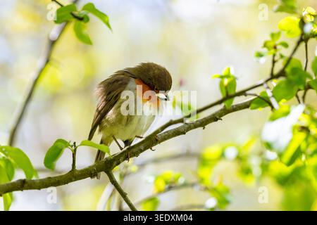 Europäischer robinvogel, der seine Federn mit seinem Schnabel auf dem Frühlingszweig hockt. Dublin, Irland Stockfoto