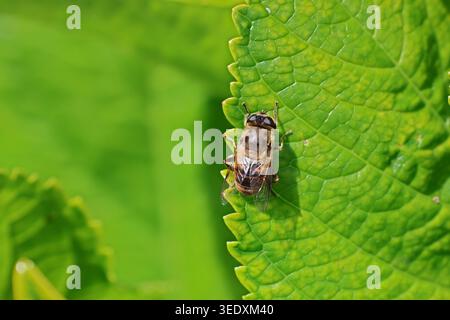 Ein hochauflösendes Makrofoto eines hoverfly (Syrphidae-Familie, wahrscheinlich Eristalis tenax), der vertikal auf einem gezackten grünen Blatt thront. Stockfoto