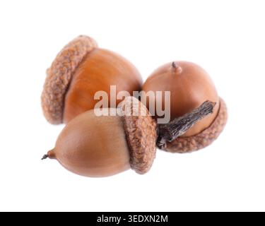 Acorneiche isoliert auf weißem Hintergrund. Reife braune Eicheln. Beschneidungspfad Stockfoto