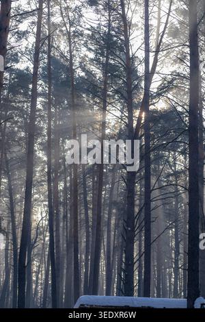 Sonnenlicht zieht durch hohe Kiefern in einem nebeligen Wald und schafft eine ruhige Atmosphäre mit schneebedecktem Boden, der darunter sichtbar ist Stockfoto
