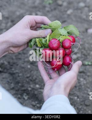 Hände halten frisch geerntete rote Radieschen mit grünen Blättern über Gartenboden, erfasst in natürlichem Außenlicht mit geringer Tiefe des Feldes 2026 Stockfoto