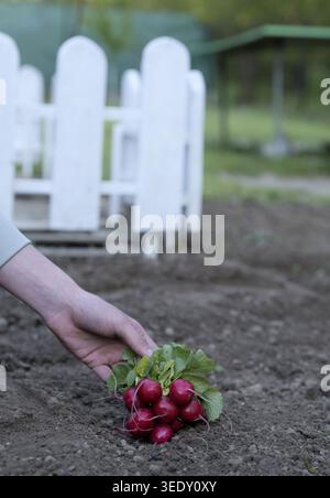 Frisch geerntete rote Radieschen mit grünen Blättern in der Hand gehalten in einem Garten mit weichem natürlichem Licht und verschwommenem Hinterhof Hintergrund 2026 Stockfoto
