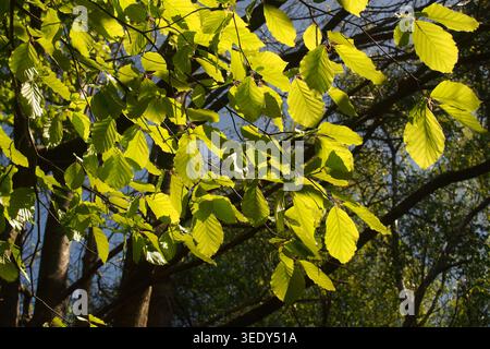 Ein Bild von der Sonne hinterleuchteten, frischen Buchenblättern in der Frühlingssonne vor einem klaren blauen Himmel Stockfoto