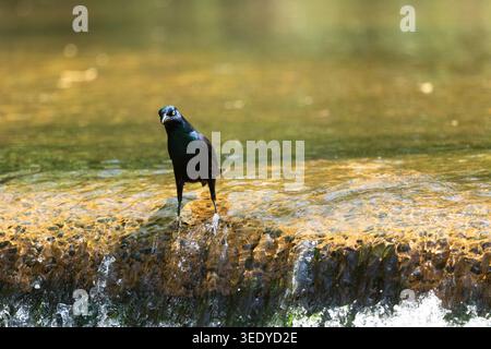 Ein Common Grackle steht im flachen Wasser und zeigt in New Jersey schillerndes blau-violettes Gefieder. Stockfoto