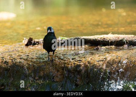 Ein Common Grackle steht im flachen Wasser und zeigt in New Jersey schillerndes blau-violettes Gefieder. Stockfoto