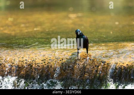 Ein Common Grackle steht im flachen Wasser und zeigt in New Jersey schillerndes blau-violettes Gefieder. Stockfoto