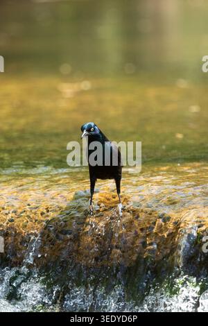 Ein Common Grackle steht im flachen Wasser und zeigt in New Jersey schillerndes blau-violettes Gefieder. Stockfoto