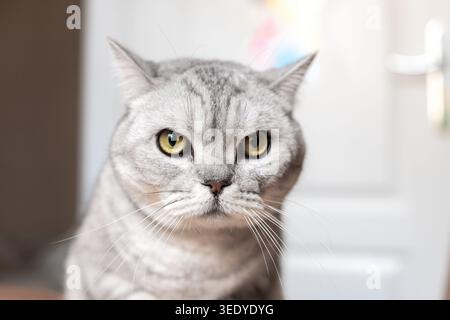Katze, Porträt, Zuhause - Nahaufnahme einer grauen Tabbykatze mit gelben Augen, die direkt auf die Kamera blickt und drinnen steht. Stockfoto