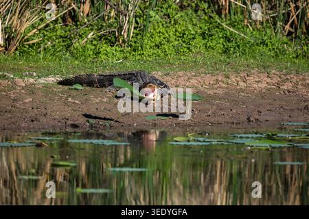 Amerikanischer Alligator (Alligator mississippiensis) sonnt sich mit geöffnetem Maul am Ufer eines Teiches zwischen Seerosenblättern, Brazos Bend State Park, Texas, USA Stockfoto
